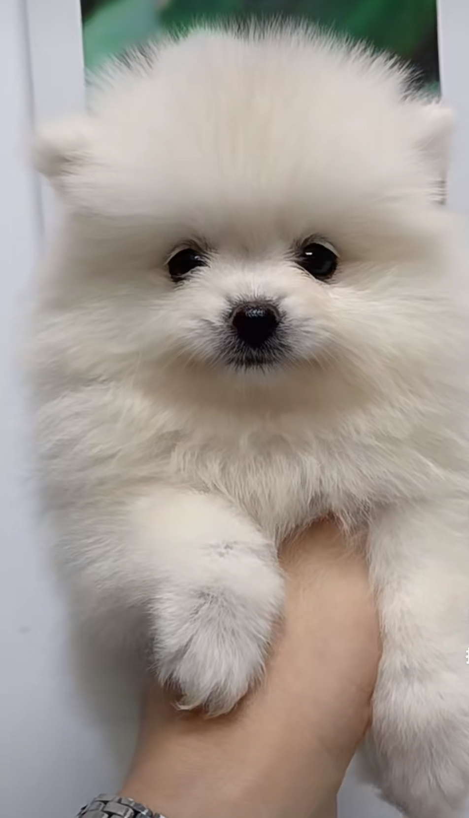 微笑天使，儿童玩伴